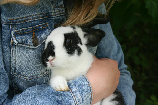 How to Connect with and Enjoy Petting Animals for Stress Relief and Anxiety?