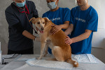 Volunteer at an animal shelter