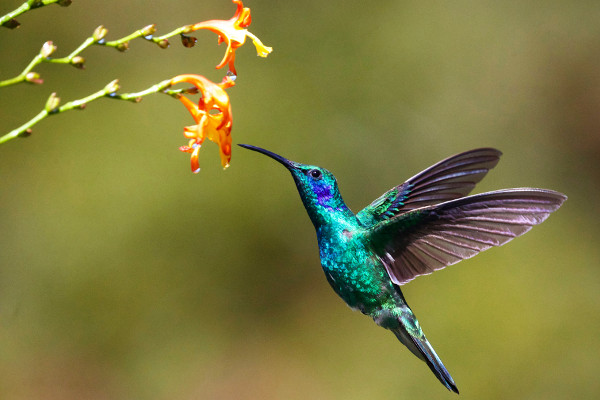 Birdwatching How-To Guide: Start, Spot, and Enjoy Birds in Nature