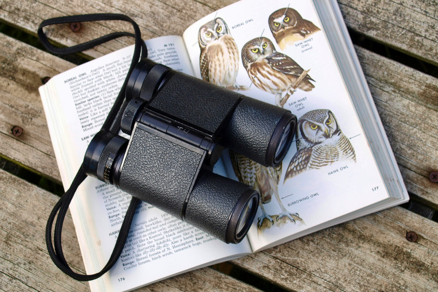 birdwatching