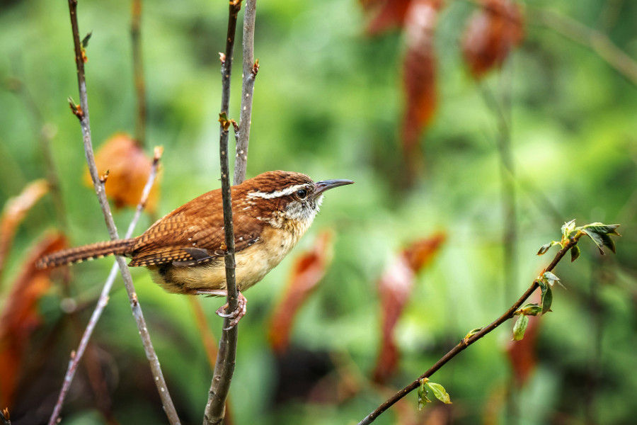 birdwatching