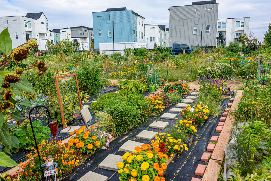 community gardening