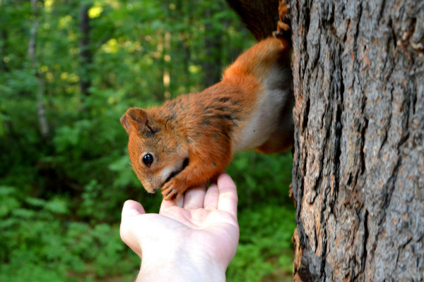 The Healing Power of Forest Therapy: Nature’s Prescription for Well-being