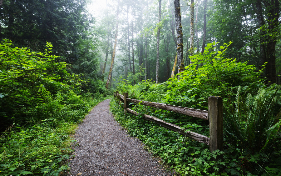 forest therapy