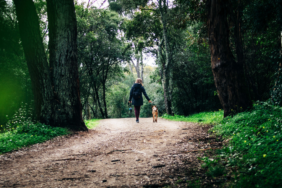 forest therapy