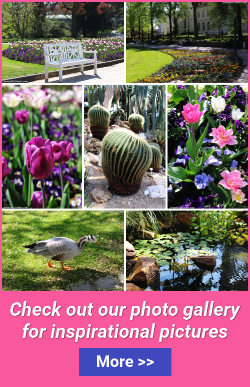 Photo gallery
