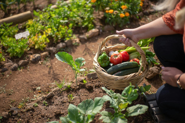 How to Start Your Own Outdoor Garden, Container Garden or Balcony Garden – Expert Tips & Advice