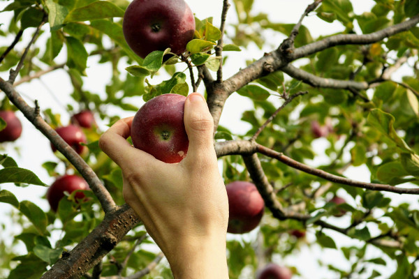 How to Pick Your Own Fruits and Vegetables: A Complete Guide to Harvesting Fresh Produce at a Public Farm