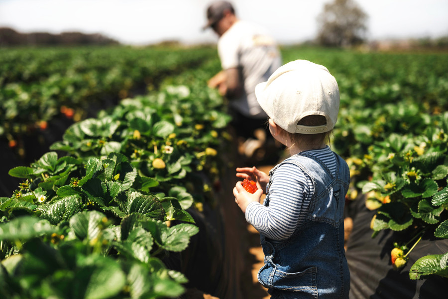 pick-your-own farm: strawberries