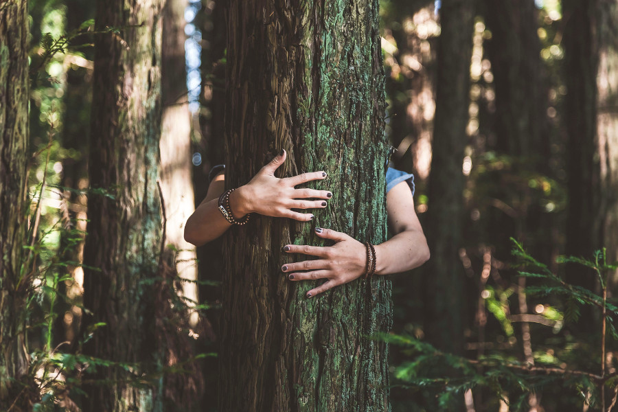 tree hugging