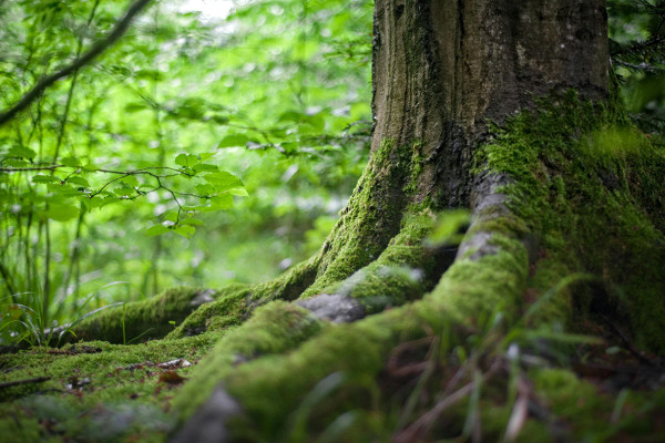 How to Start Planting Trees for the Future and the Environment?