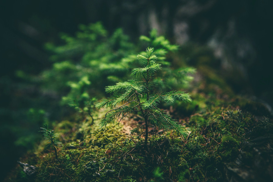 plant trees