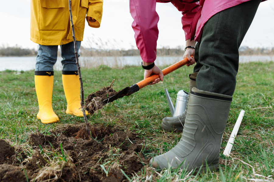 plant trees