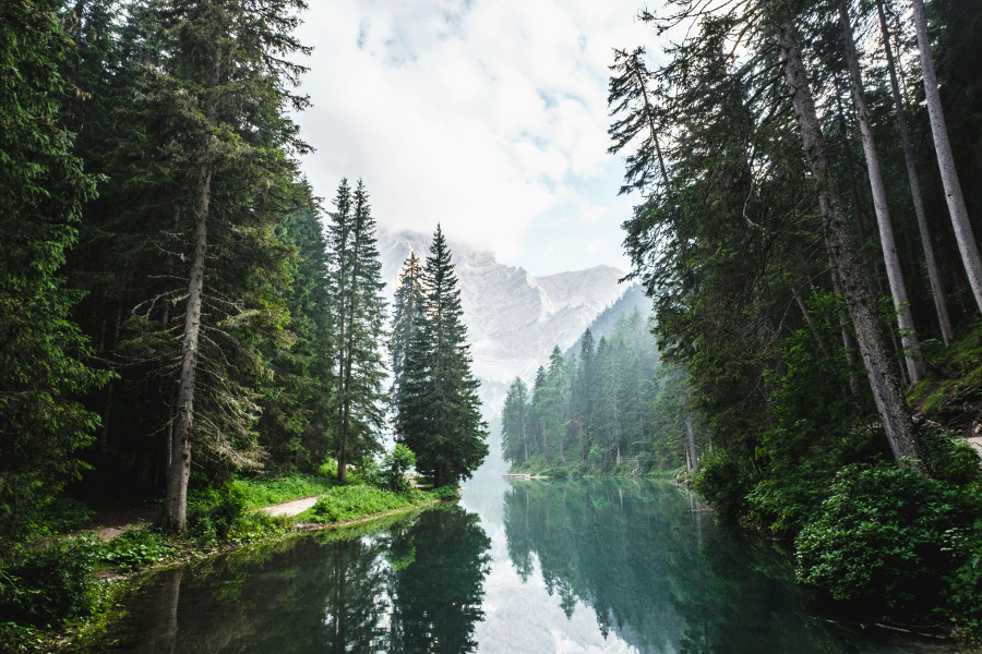 plant trees