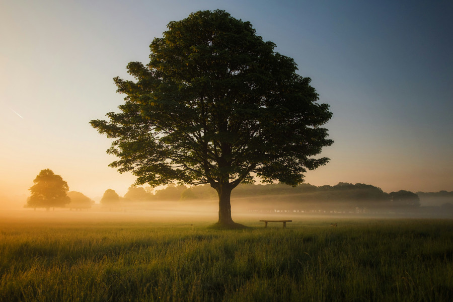 plant trees