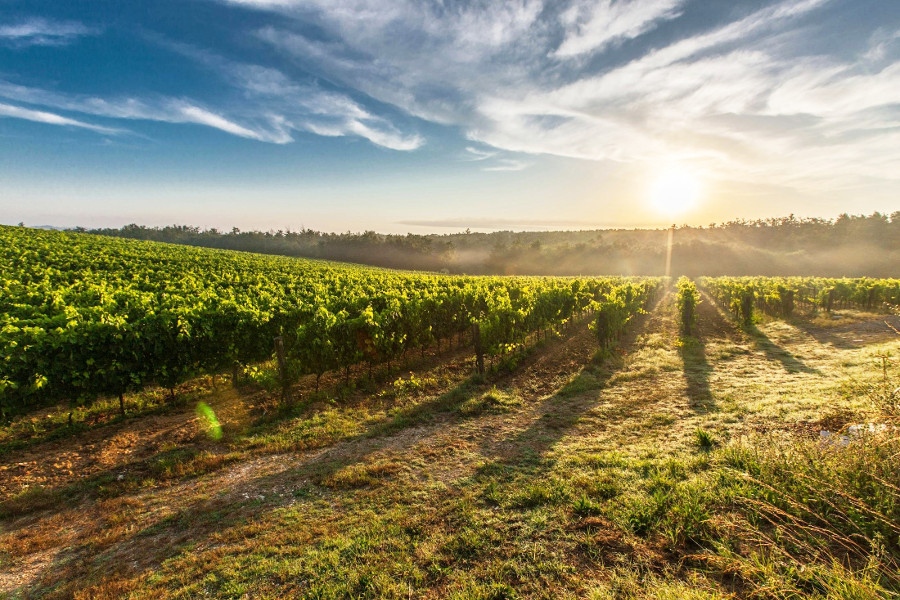vineyard