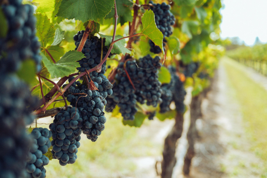 vineyard
