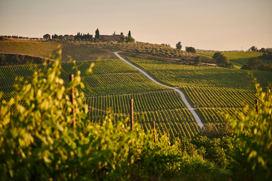vineyard