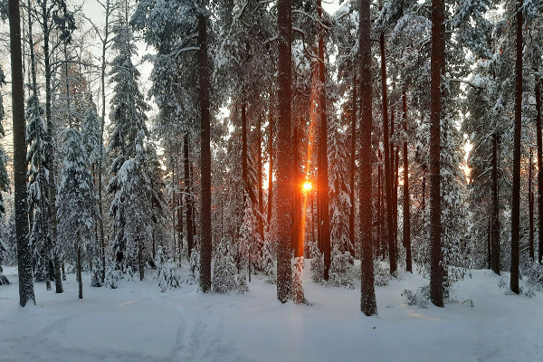 What is the Winter Solstice and What is Its Significance for Daylight Hours? - Traditions, Rituals, Global Celebrations