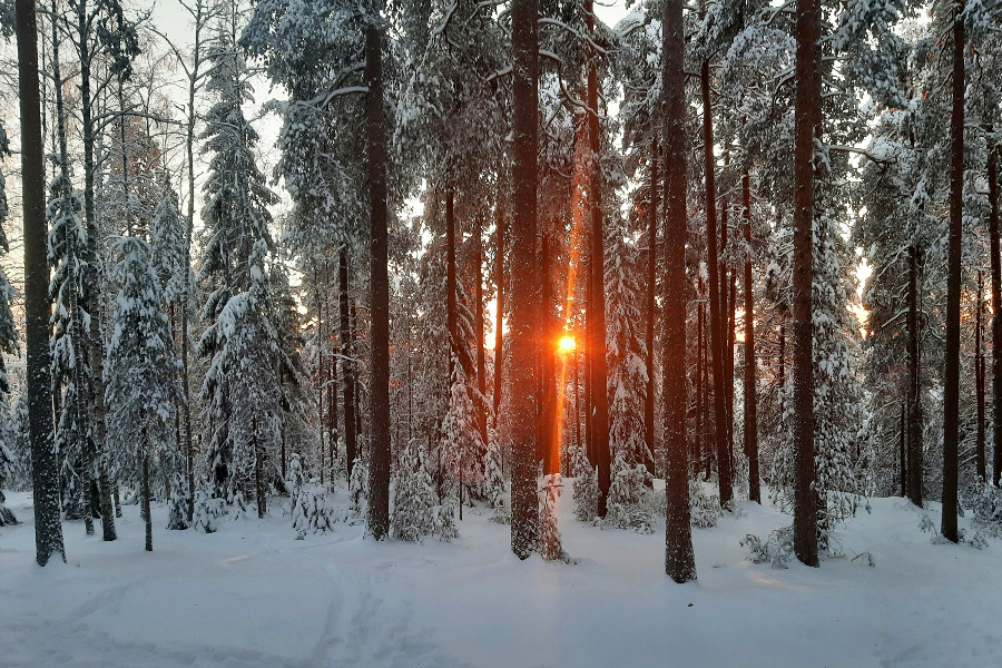 Winter Solstice