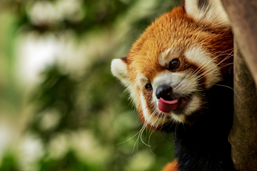 visiting a zoo: red panda