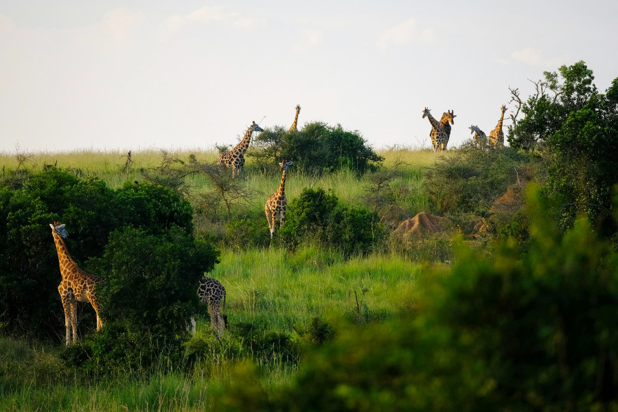 safari park, giraffes