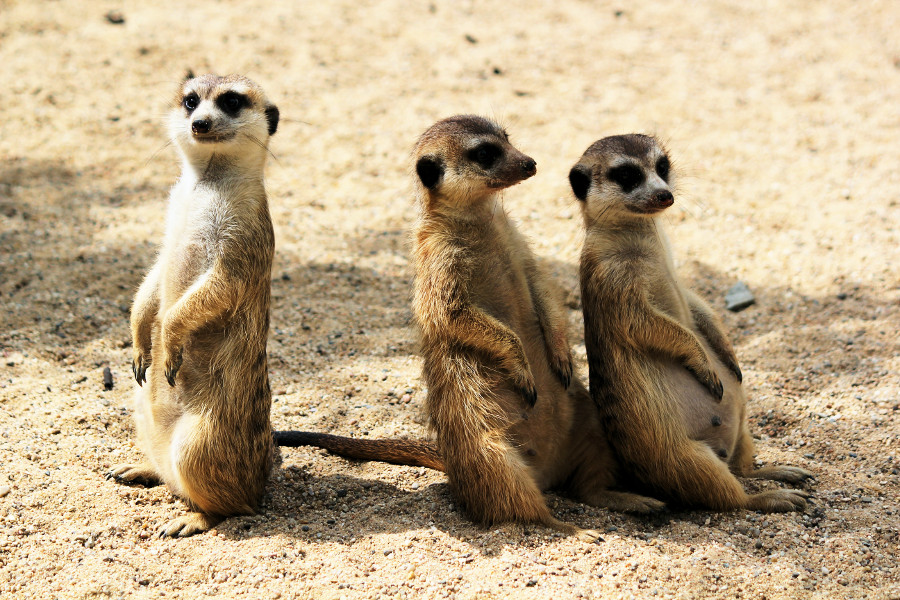 visiting a zoo: meerkats