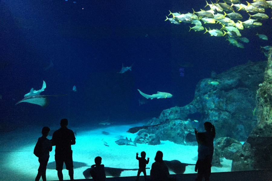 visiting a zoo: aquarium